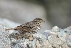 Passerculus sandwichensis beldingi