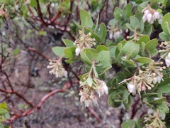 Arctostaphylos auriculata