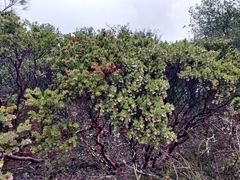 Arctostaphylos auriculata