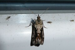 Eudonia submarginalis