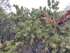 Arctostaphylos auriculata