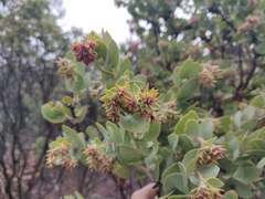 Arctostaphylos auriculata