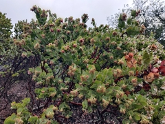Arctostaphylos auriculata