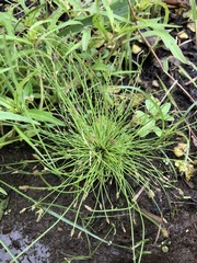Eleocharis intermedia