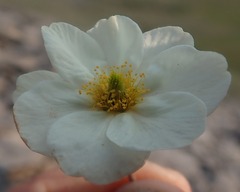 Dryas incisa