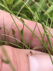 Eleocharis intermedia
