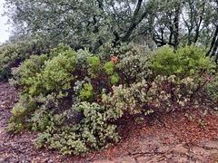 Arctostaphylos auriculata