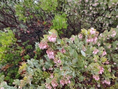 Arctostaphylos auriculata