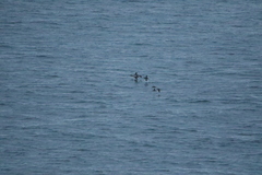 Synthliboramphus antiquus