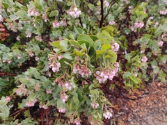 Arctostaphylos auriculata