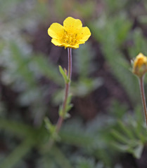 Geum rossii