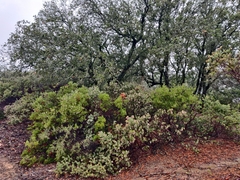 Arctostaphylos auriculata
