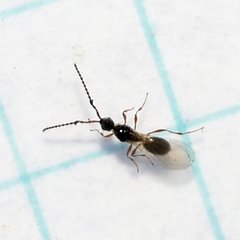 Trichopria