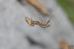 Uloborus