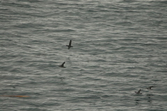 Synthliboramphus antiquus