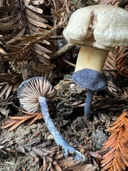 Entoloma subcarneum