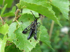 Synanthedon spheciformis