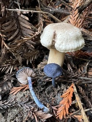 Entoloma subcarneum
