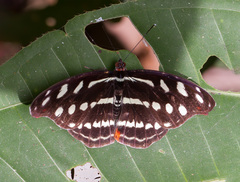 Catonephele acontius