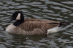 Branta canadensis