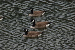 Branta canadensis