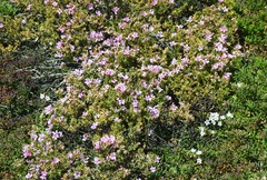 Myoporum parvifolium