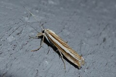 Orocrambus vittellus