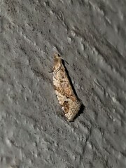Euphona euphona