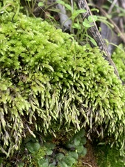 Brachythecium albicans