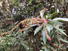 Pieris japonica taiwanensis