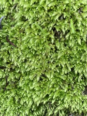 Brachythecium albicans