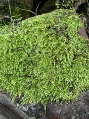 Brachythecium albicans