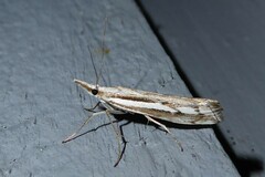 Orocrambus vittellus