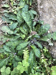 Ajuga taiwanensis