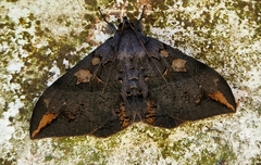 Ischyja ferrifracta