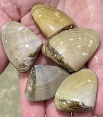 Latona deltoides