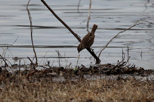Song Sparrow photographed in Alabama