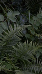 Oreopteris quelpartensis