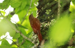 Lepidocolaptes affinis