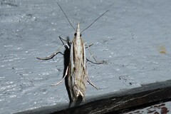 Orocrambus vittellus