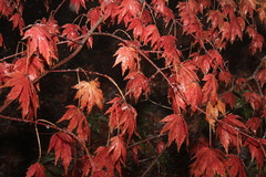 Acer palmatum