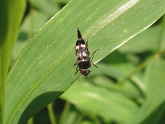 Glipa oculata