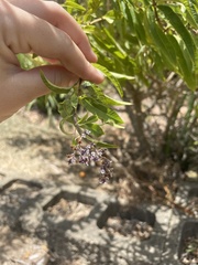 Aloysia citrodora