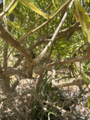 Aloysia citrodora