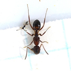 Diapriinae