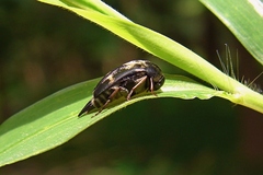 Glipa oculata
