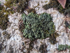 Phaeophyscia adiastola
