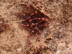 Pogonomyrmex imberbiculus