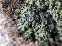 Phaeophyscia adiastola