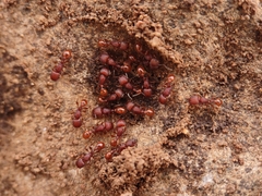 Pogonomyrmex imberbiculus